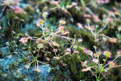 381e7a0d-04a7-4672-b396-9cd6e14f74b4.jpg Zoom sur la flore