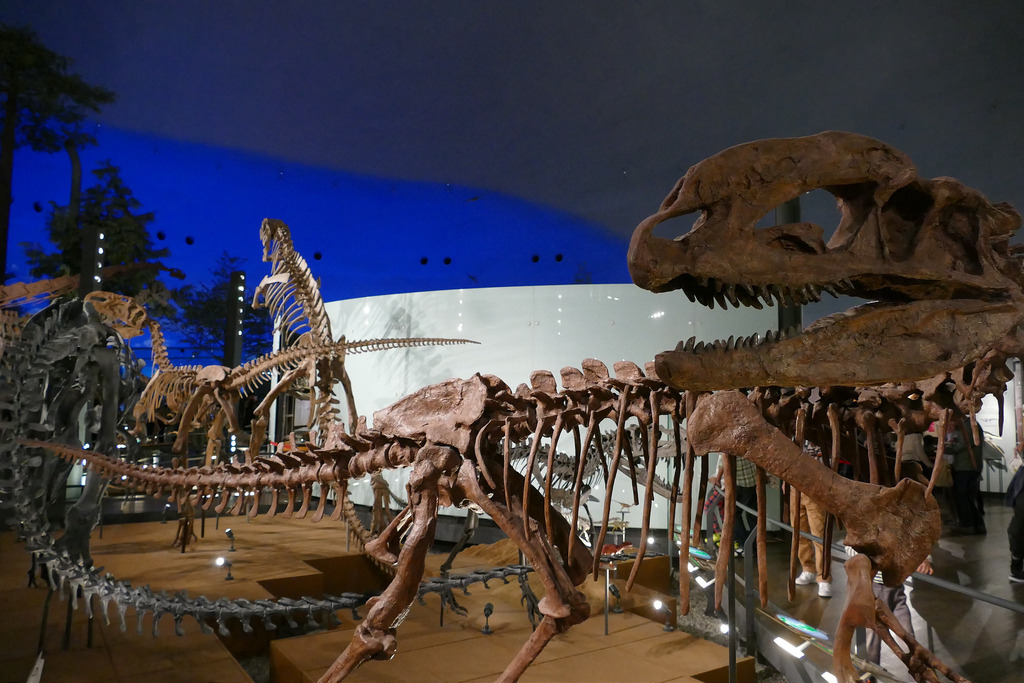 3f86426e-763f-4302-8d6f-5b8973c03377.jpg Le Musée des Dinosaures de Fukui