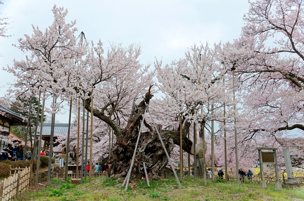 Jindai-zakura de Yamataka (Yamanashi)