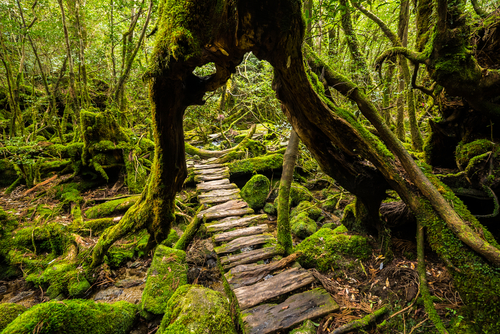 Chemin de randonnée dans la forêt