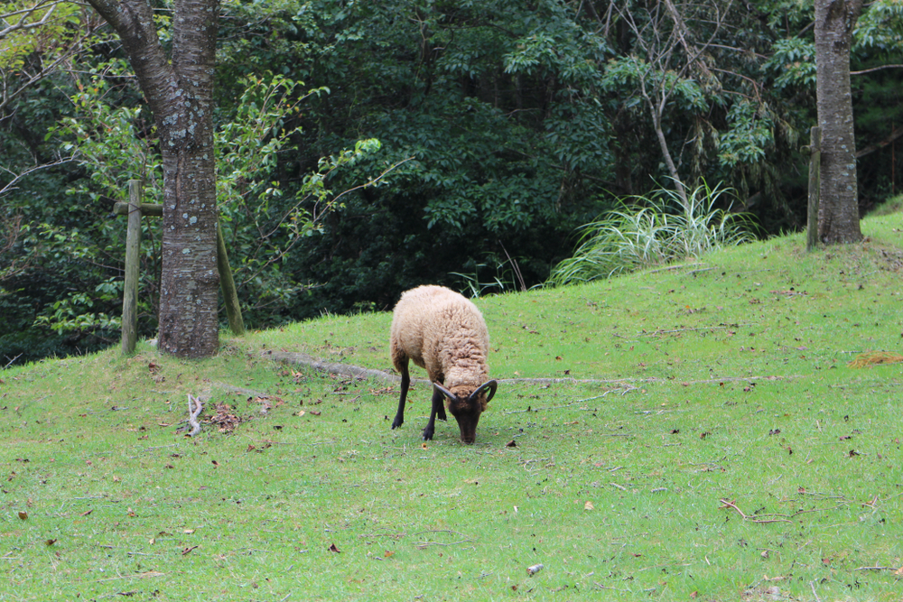 Rokko pasture