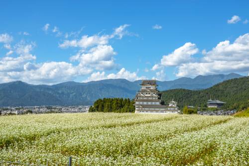 Méditer au coeur du Japon Zen dans la région de Fukui
