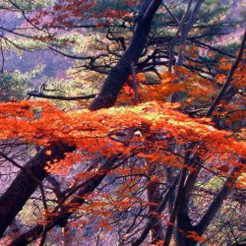 Koyo (紅葉): L'automne au Japon