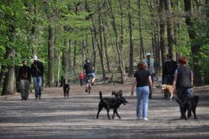 犬に優しい町・ベルリン
