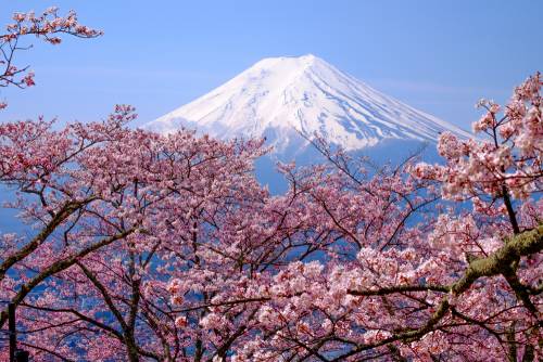 Les festivals printaniers de la région de Yamanashi