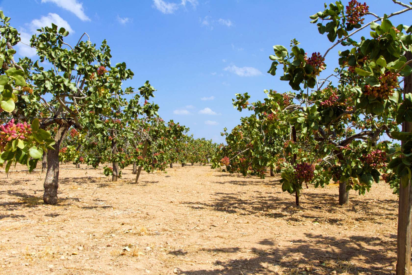 ピスタチオの産地・エギナ島